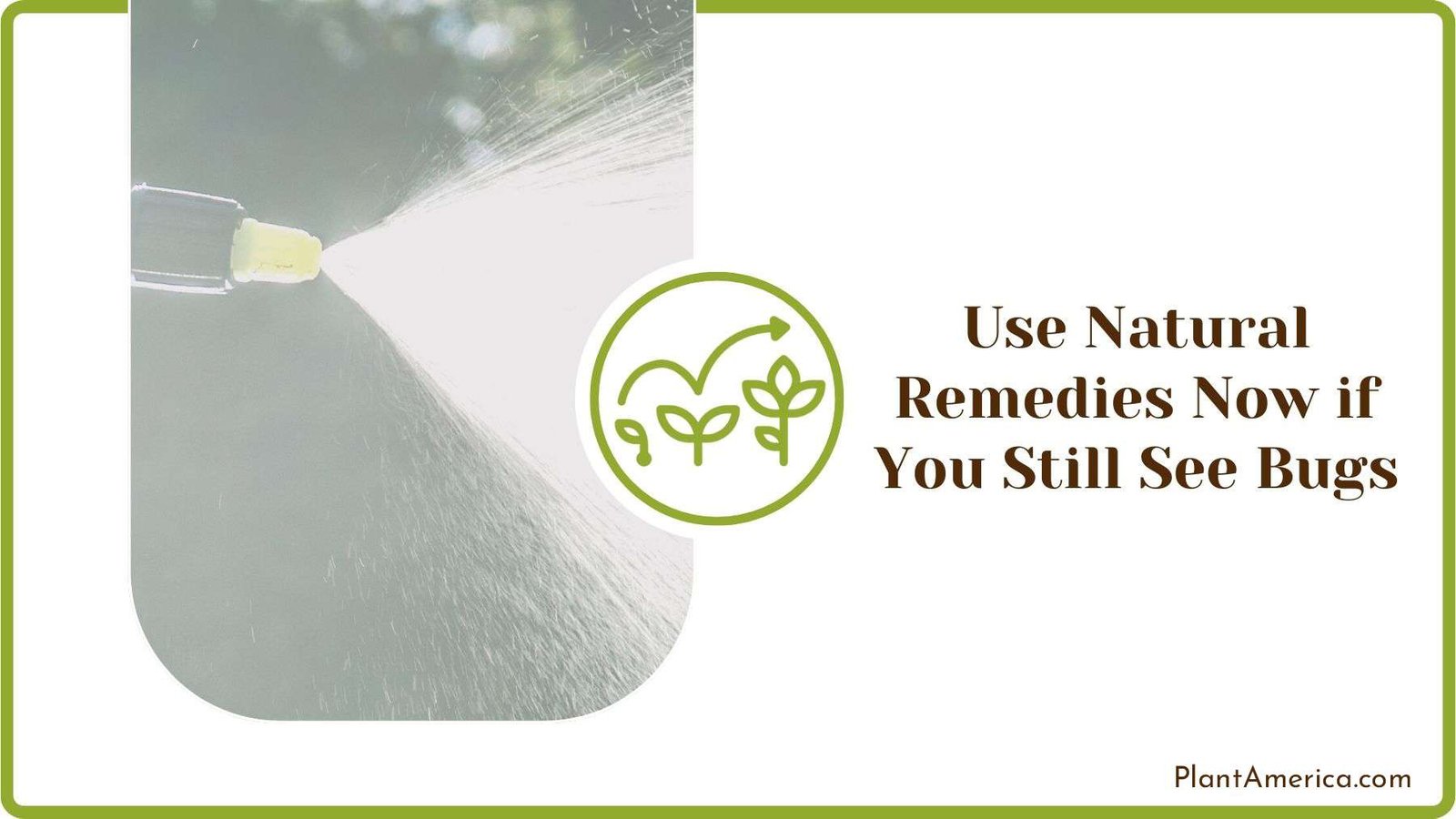 Using Natural Remedies Now if You Still See Bugs PlantAmerica