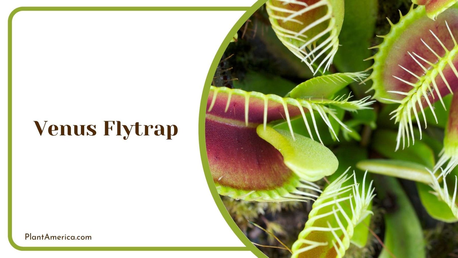 Venus Flytrap Plant Plant America