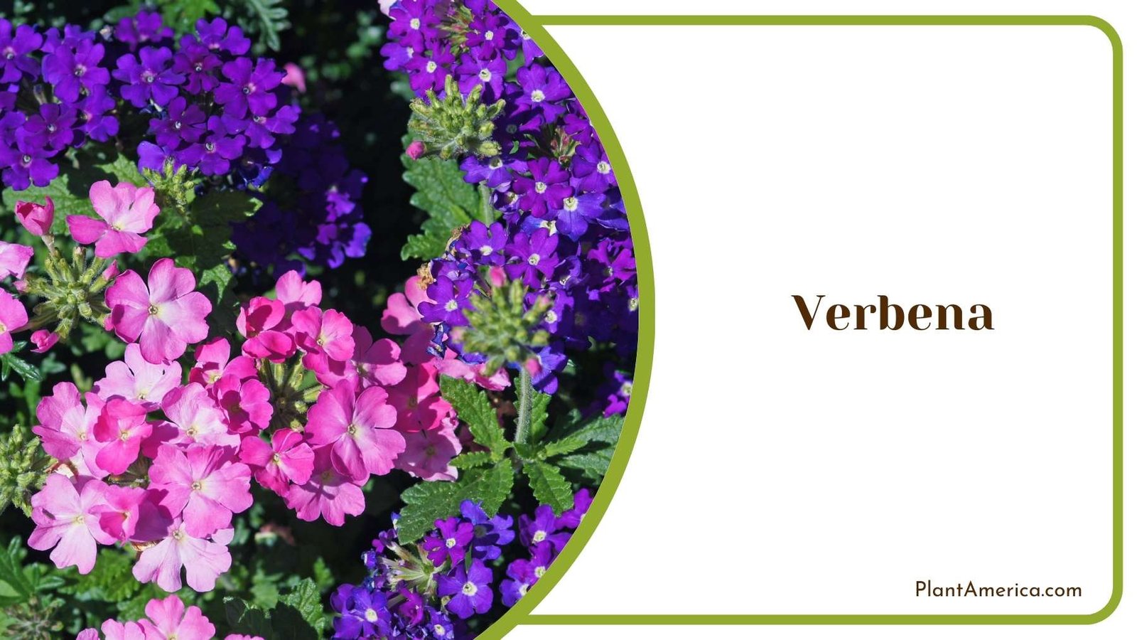 Verbena Flower On Grass Plant America