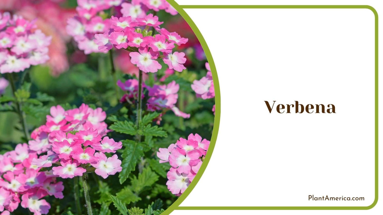 Verbena Flowers Plant America