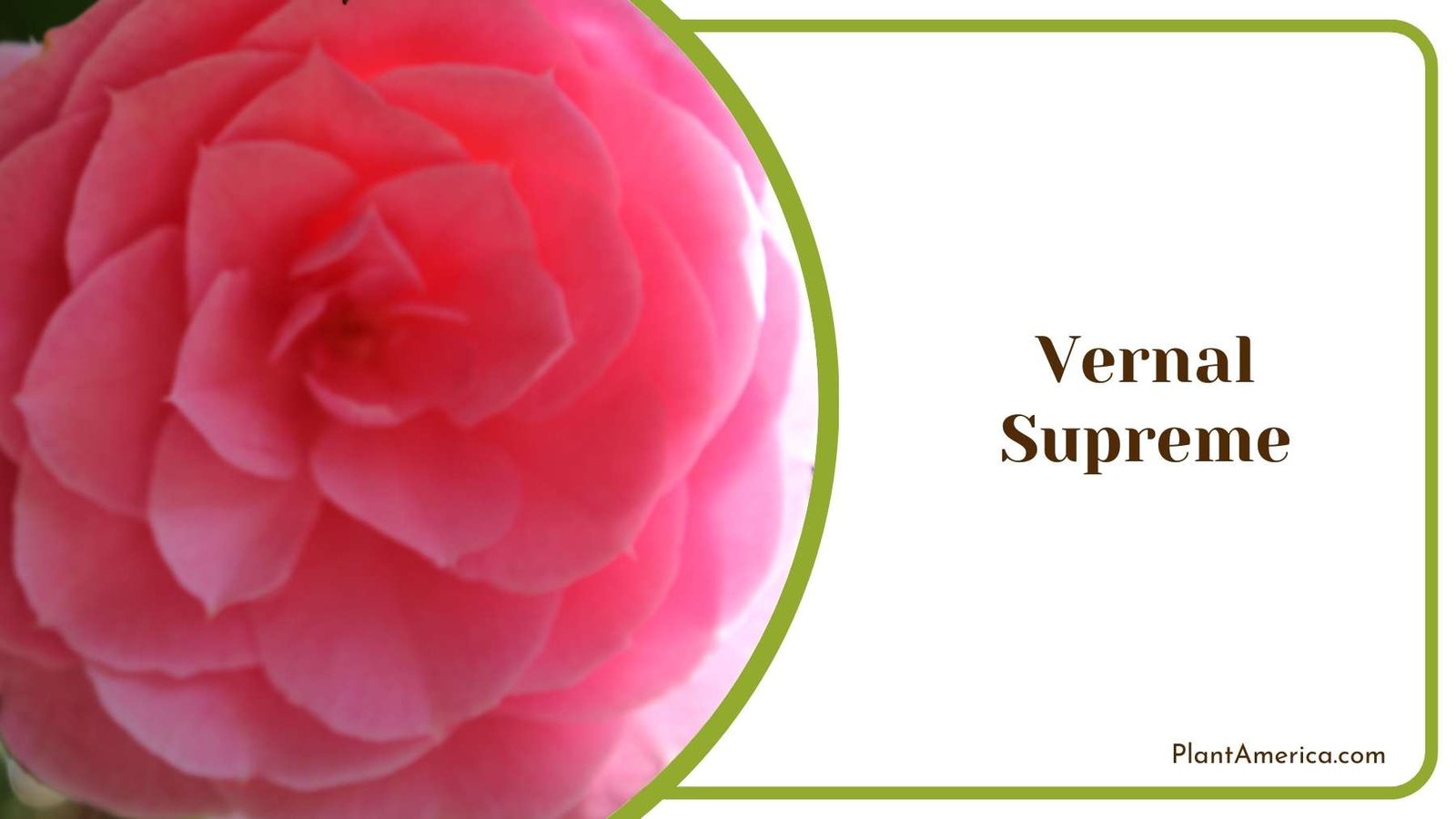 Vernal Supreme Picture Plant America Vernal Supreme Picture Plant America