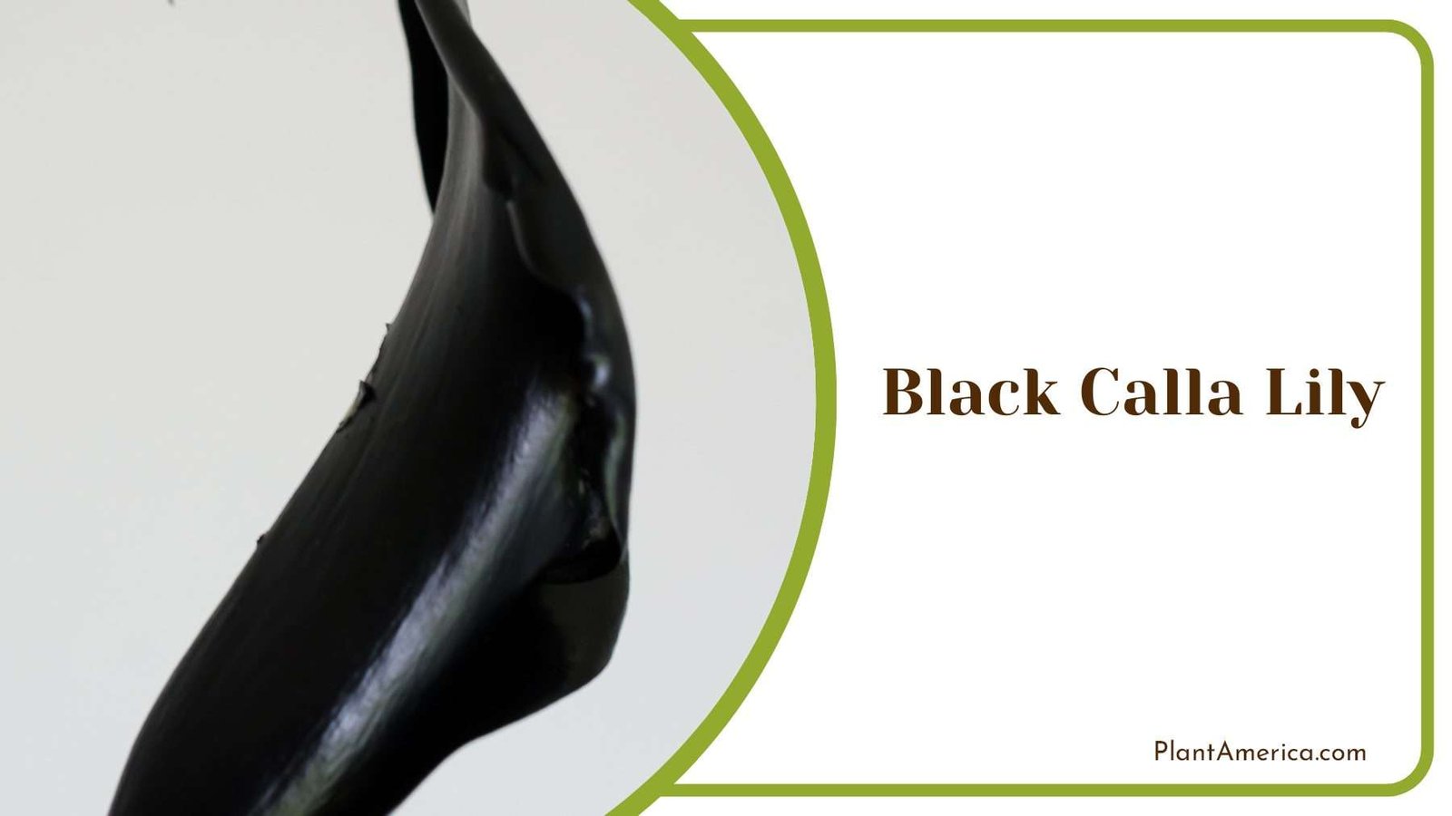 Vibrant Black Calla Lily Plant America