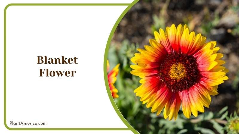 Vibrant Blanket Flower Plant America