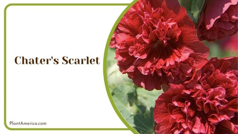 Vibrant Chaters Scarlet Plant America