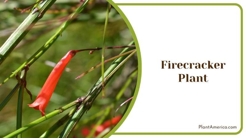 Vibrant Firecracker Plant Plant America