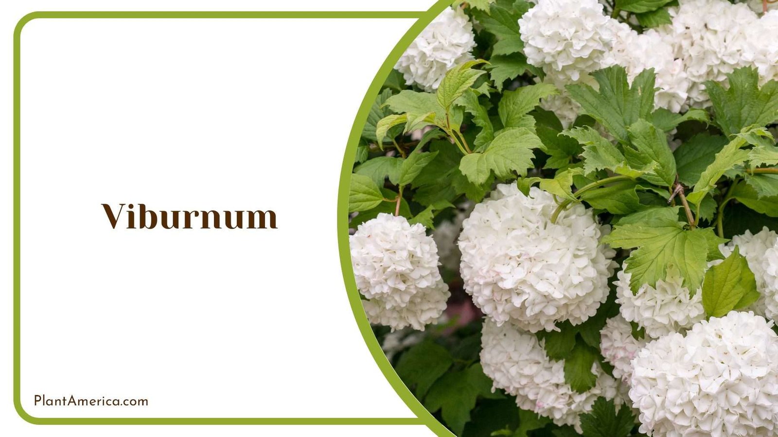 Viburnum Molecular Phylogeny Plant America