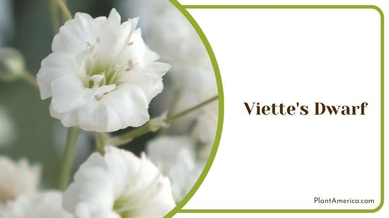 Viette s Dwarf From Close Shot Plant America