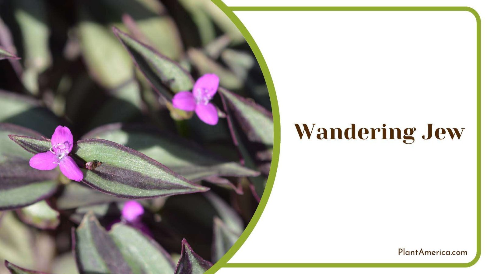 Wandering Jew Purple Flower Plant America