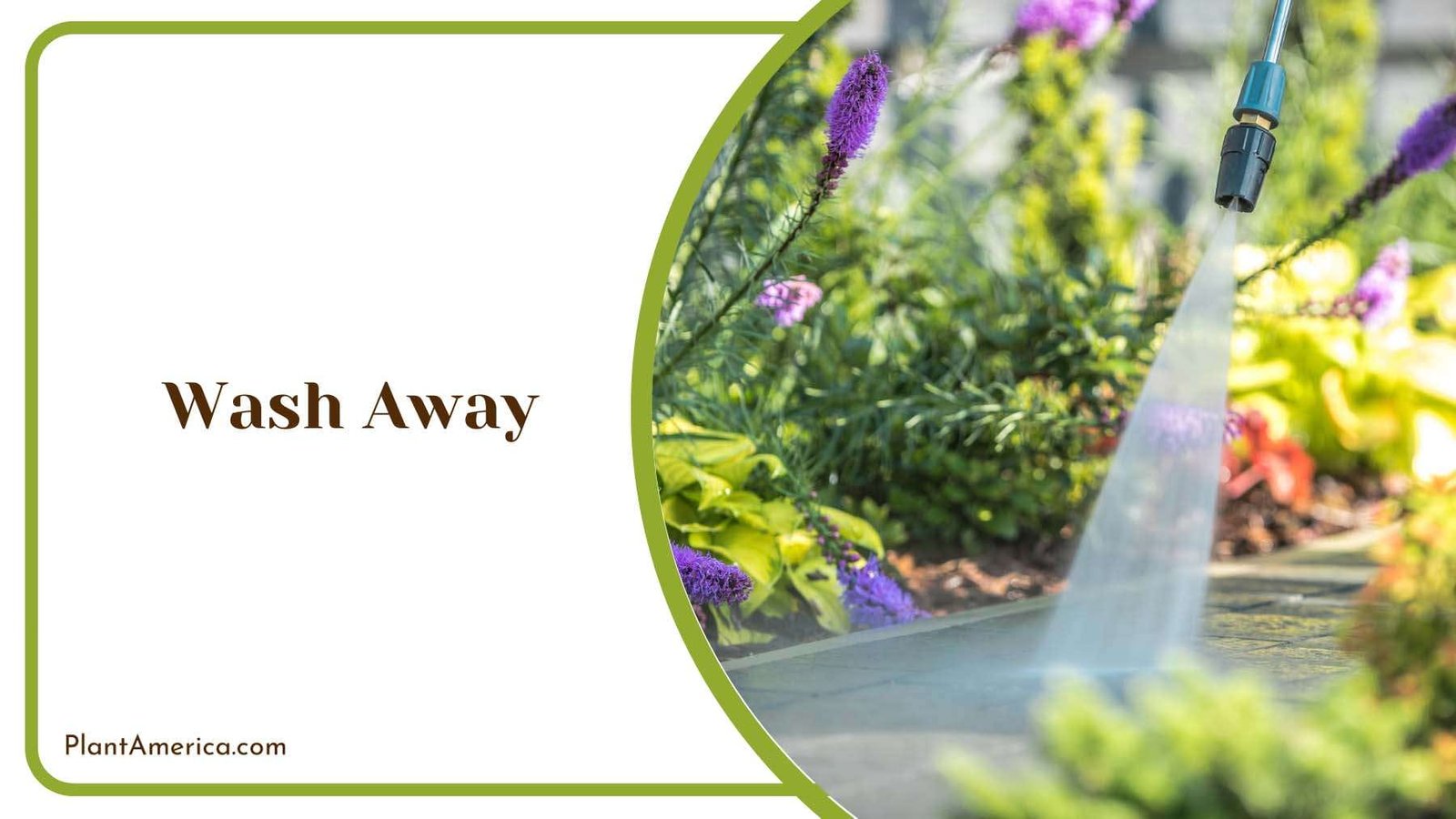Wash Away the Mealybugs Plant America Wash Away the Mealybugs Plant America