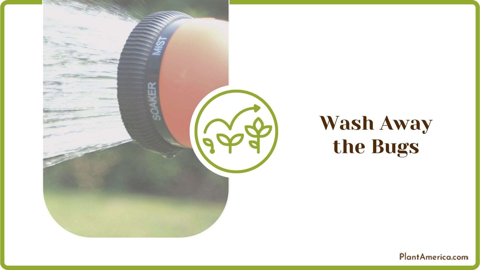 Washing Away the Bugs Plant America