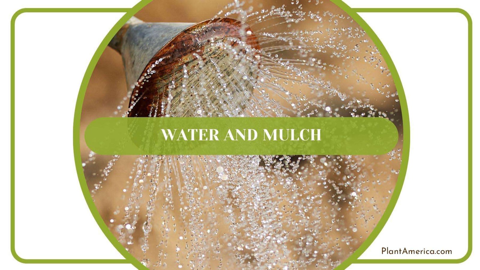 Water for Transplanted Redbud Tree PlantAmerica