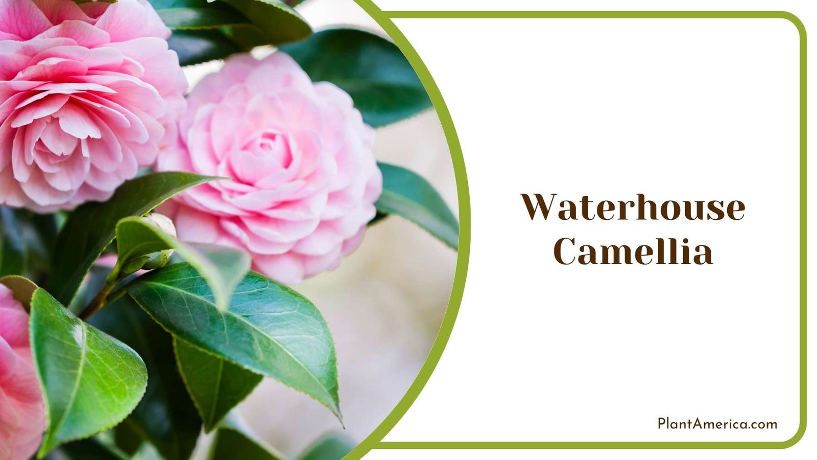Waterhouse Camellia Flowers Plant America