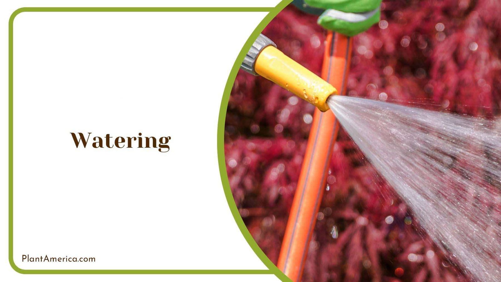 Watering Lime Tree PlantAmerica Watering Lime Tree PlantAmerica