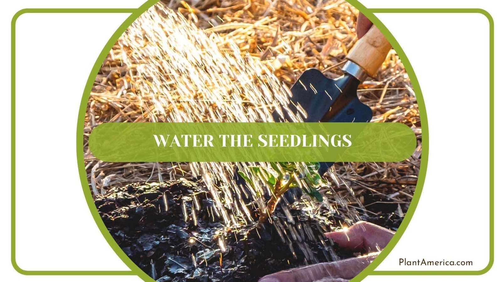 Watering Seedlings Properly PlantAmerica Watering Seedlings Properly PlantAmerica