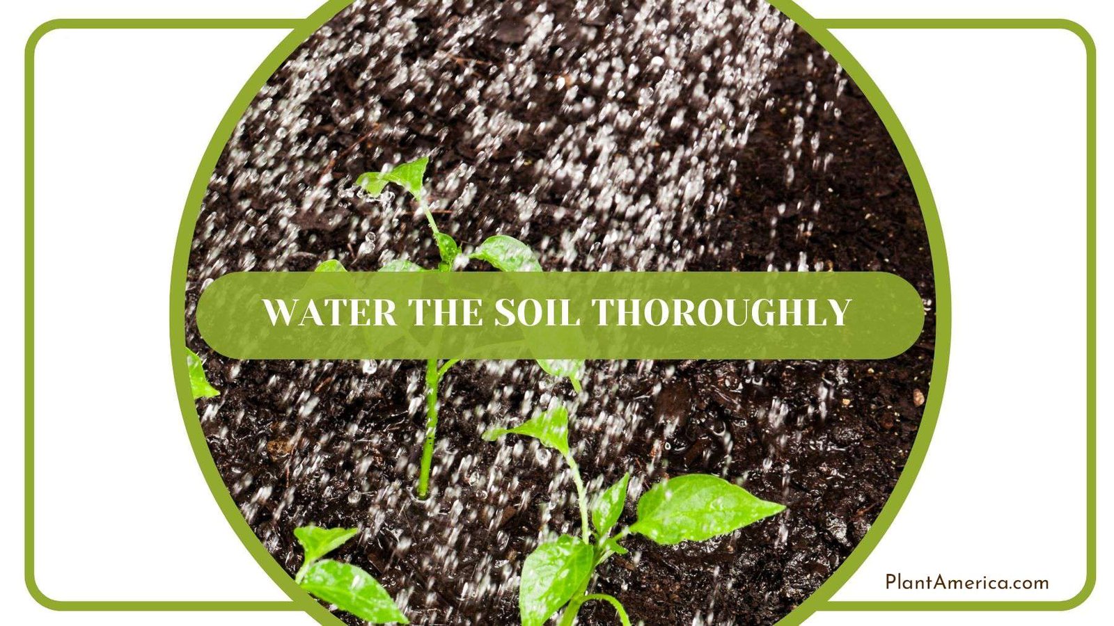 Watering Soil Thoroughly PlantAmerica