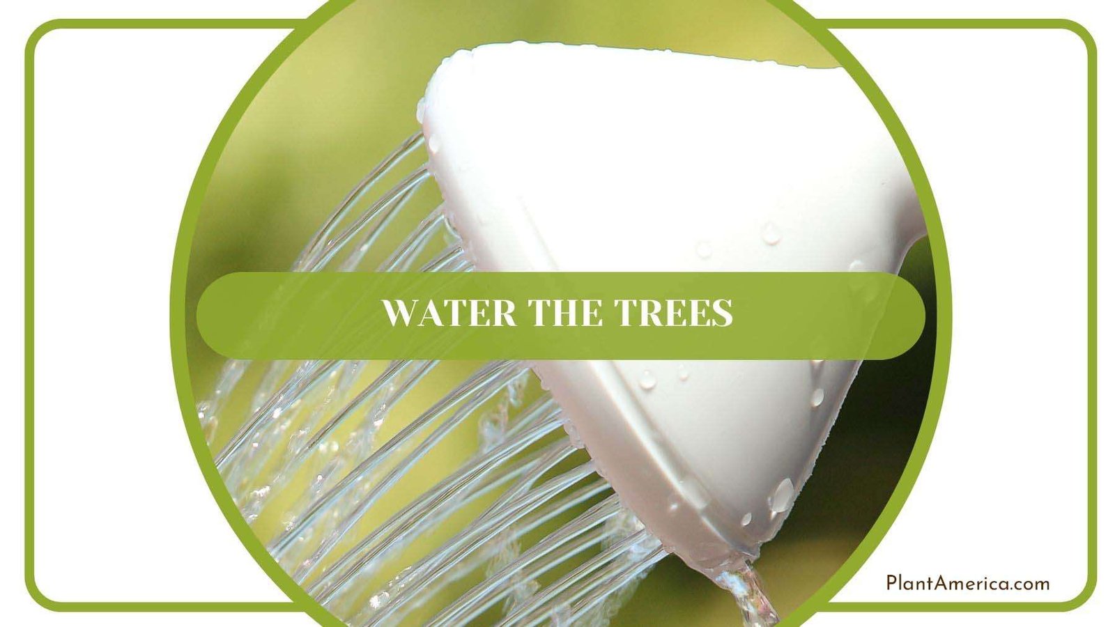 Watering Sumac Trees PlantAmerica