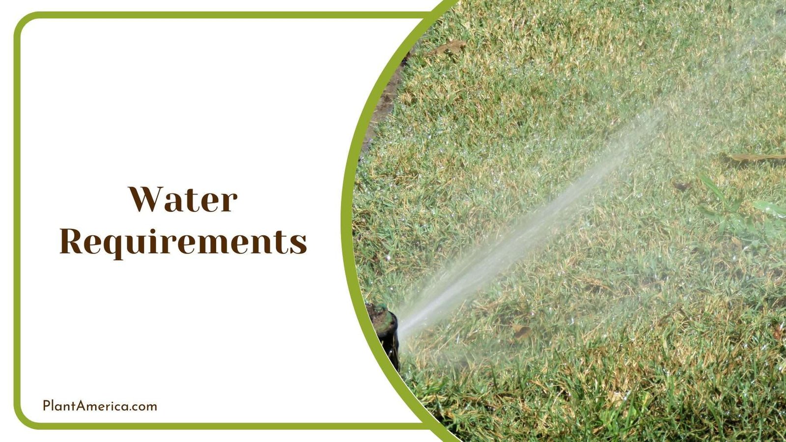 Watering The Grass Plant America