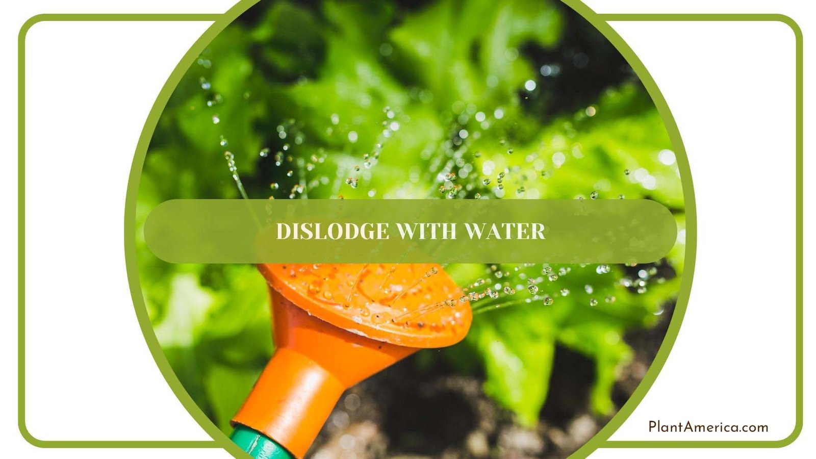 Watering The Plant With Container PlantAmerica Watering The Plant With Container PlantAmerica