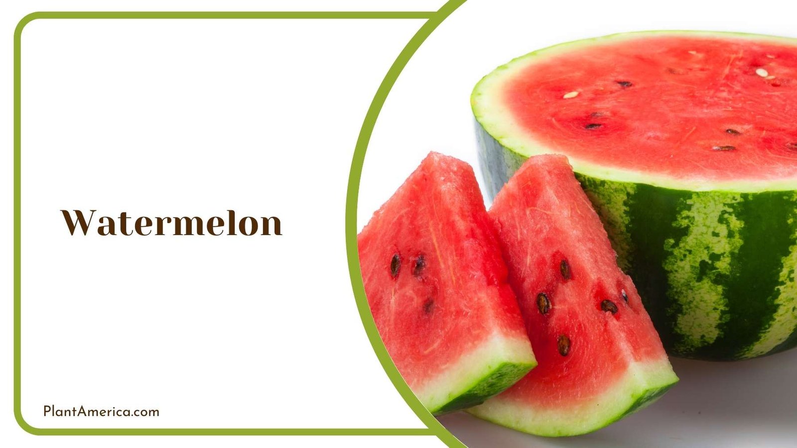 Watermelon On a White Background Plant America