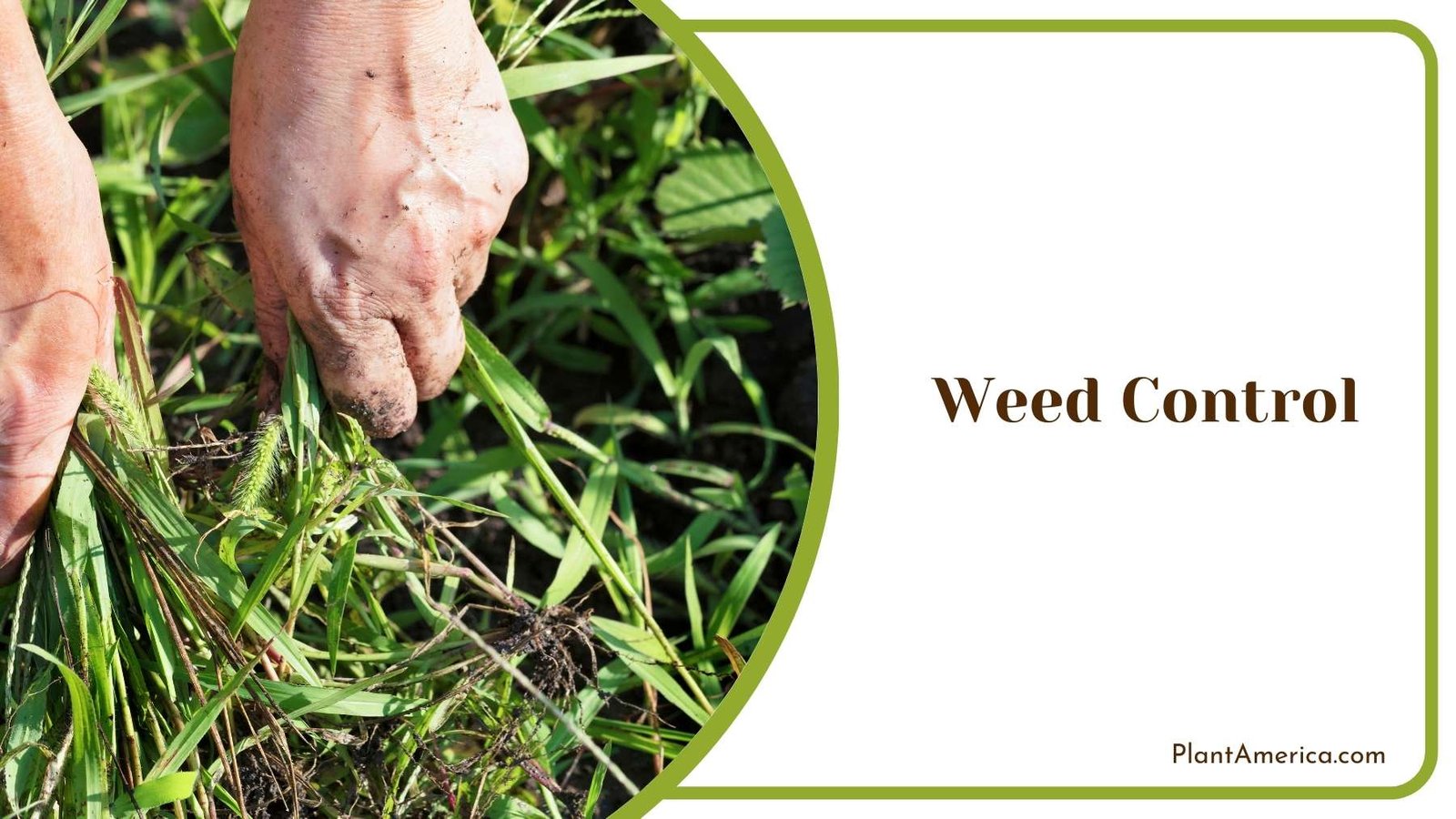 Weed Control Plant America