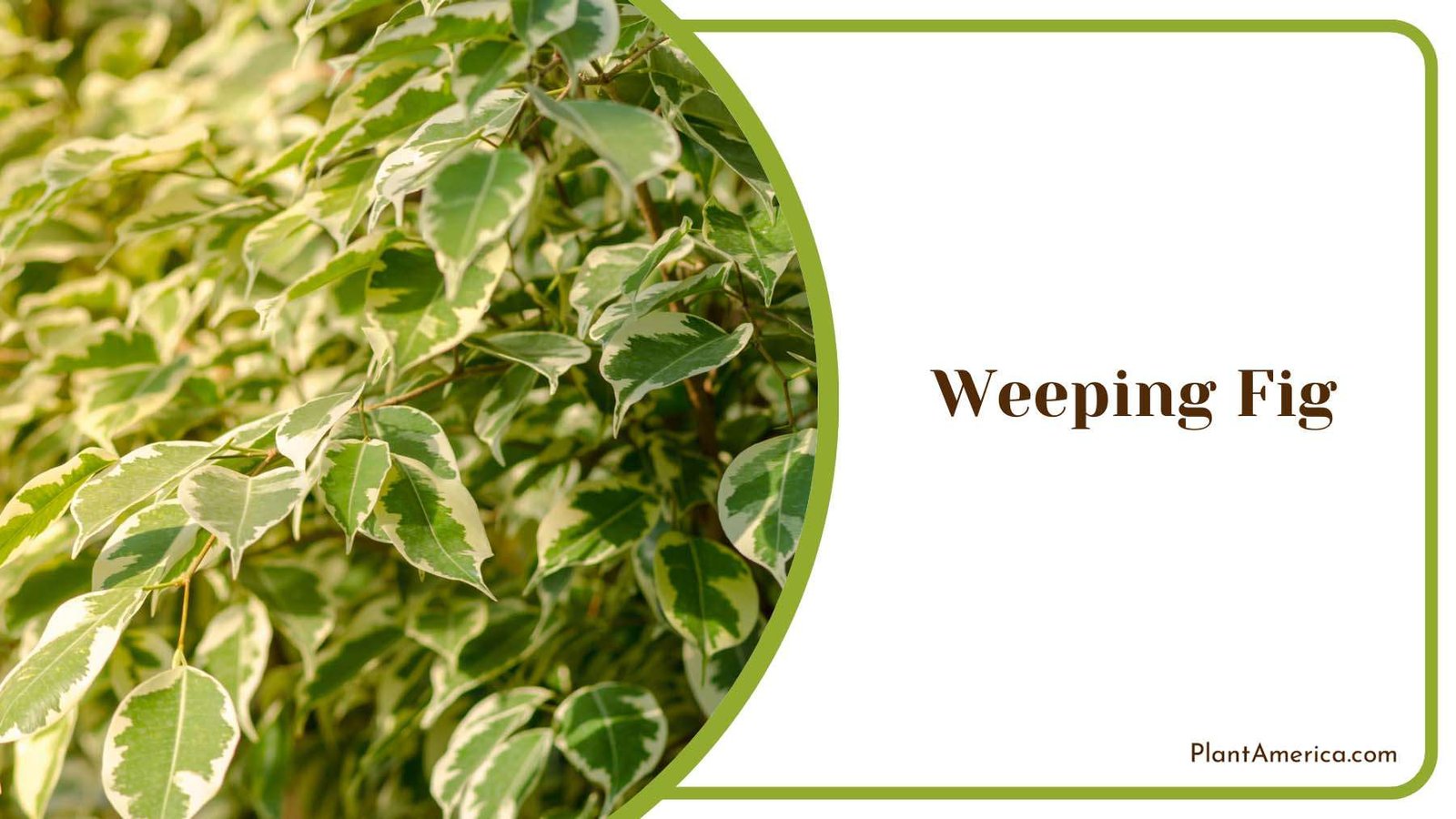 Weeping Fig Graceful Houseplant Plant America