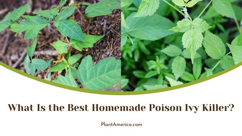 What Is the Best Homemade Poison Ivy Killer Plant America