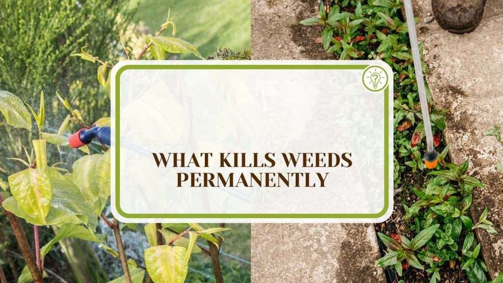 What Kills Weeds Permanently And Why Do They Come Back Plant America What kills weeds permanently and why do they come back plant america