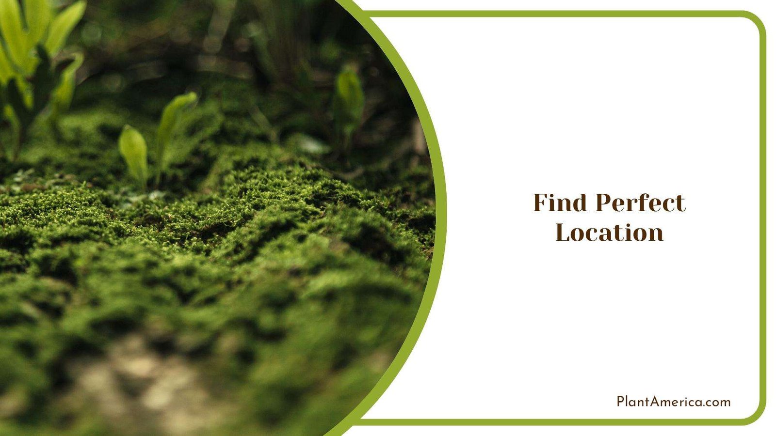 Where Is the Best Place to Grow Moss on Plantamerica