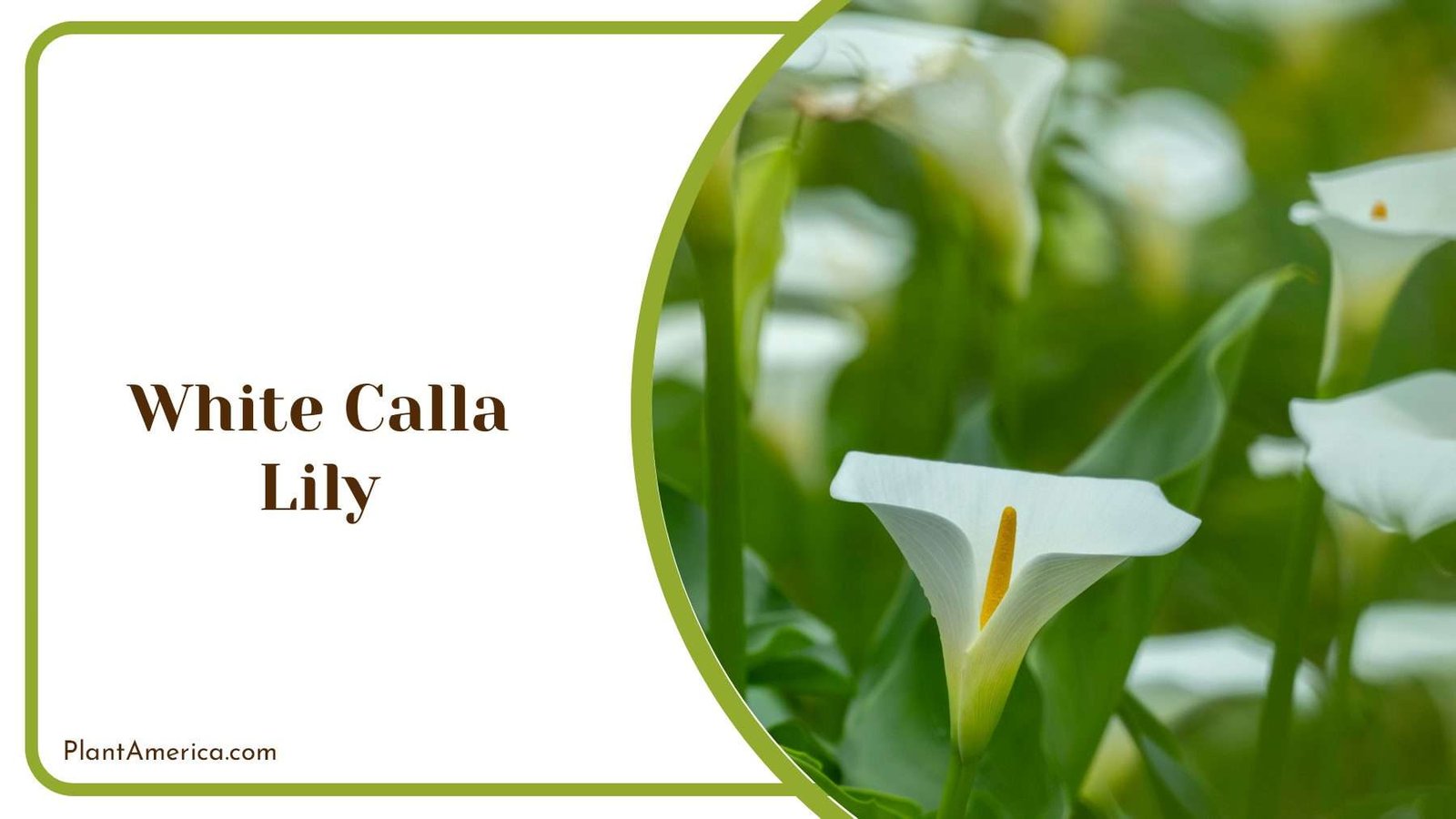 White Calla Lily Blooms Plant America