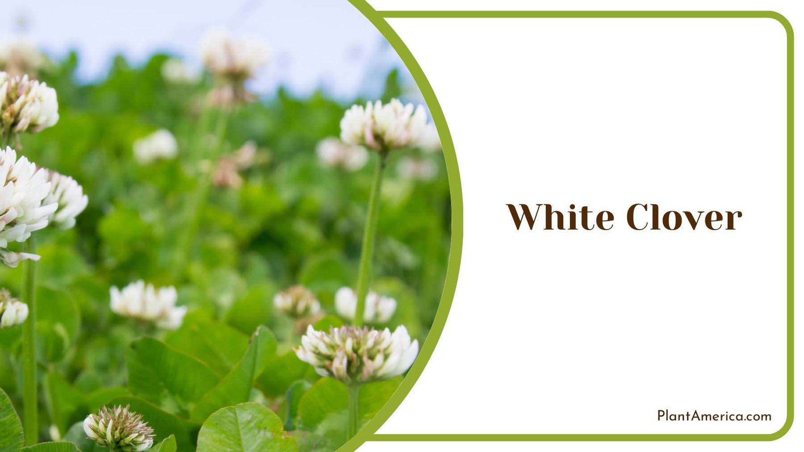 White Clover In Nature Plant America
