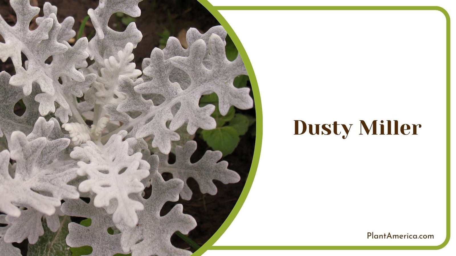 White Dusty Miller Plant America White Dusty Miller Plant America