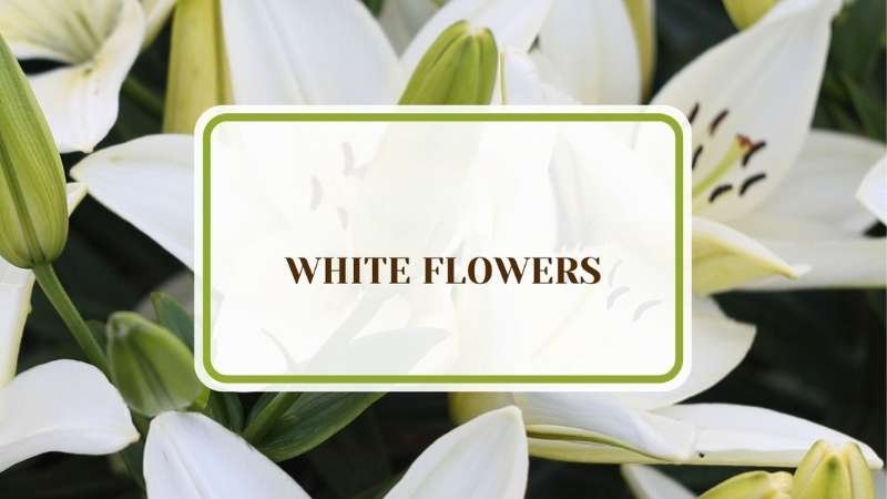 White Flowers Plant America 26 Best White Flowers for a Timeless Garden Beauty