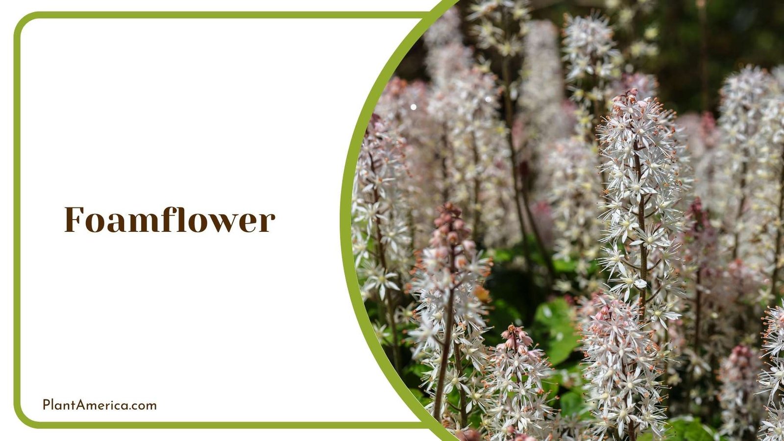 White Foamflower Plant America White Foamflower Plant America