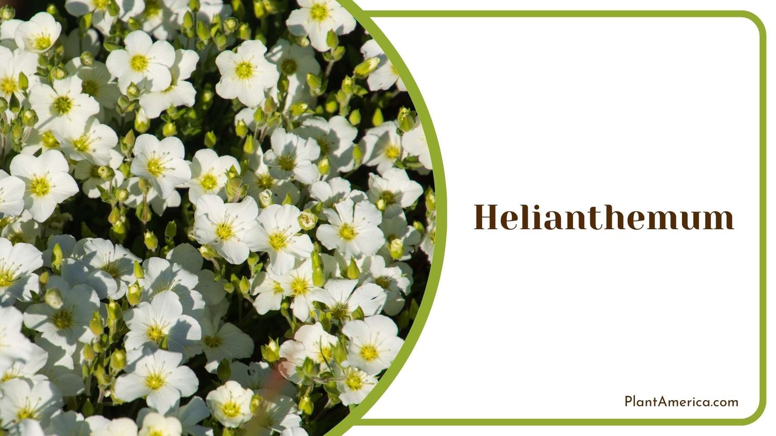 White Helianthemum Flower Plant America