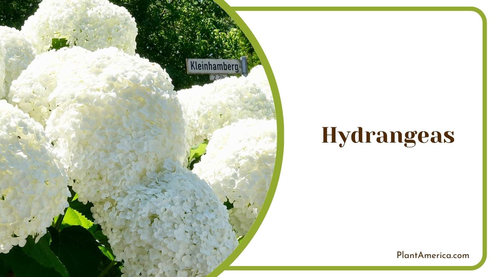 White Hydrangeas Picture Plant America