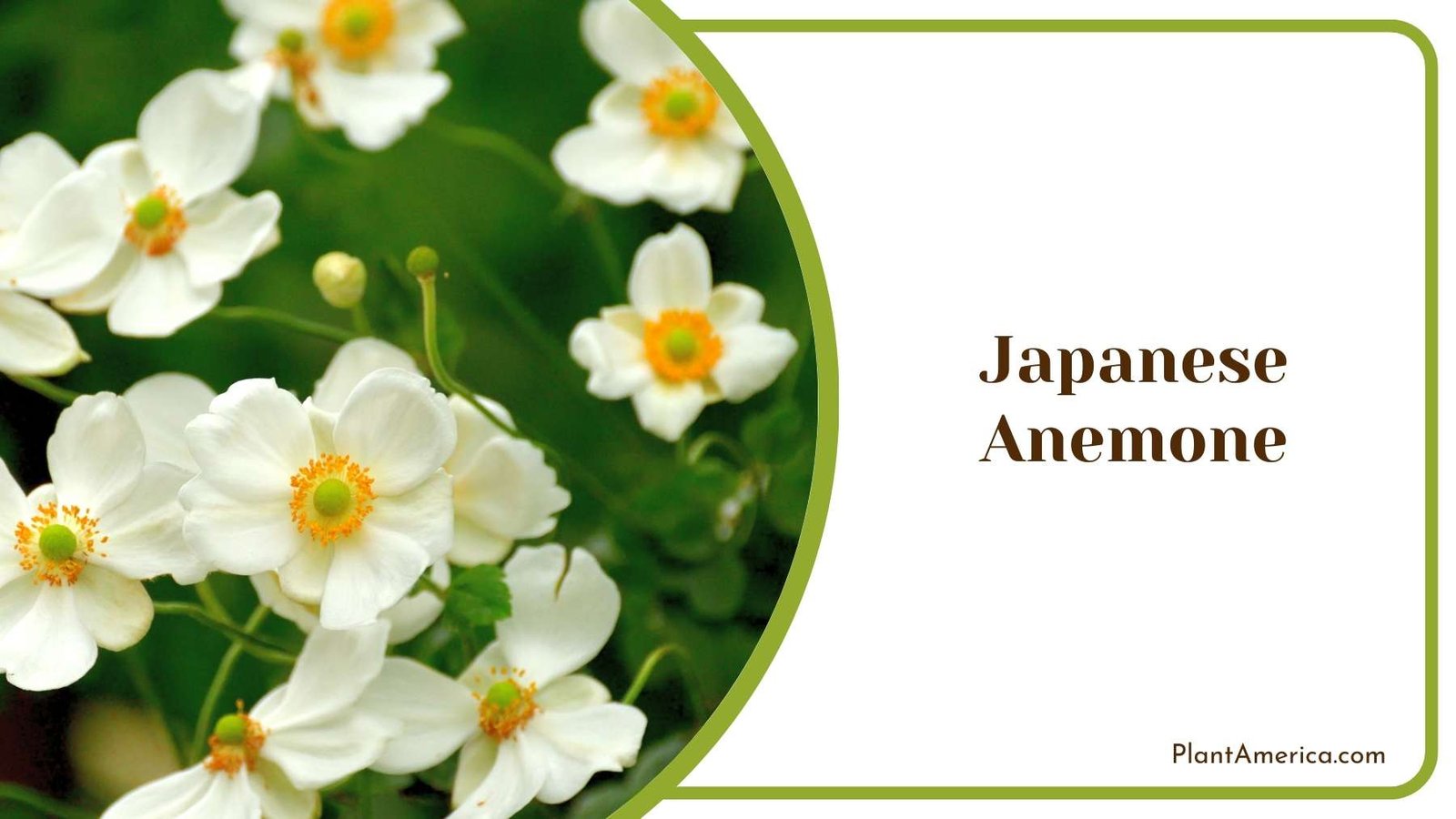 White Japanese Anemone Flowers Plant America