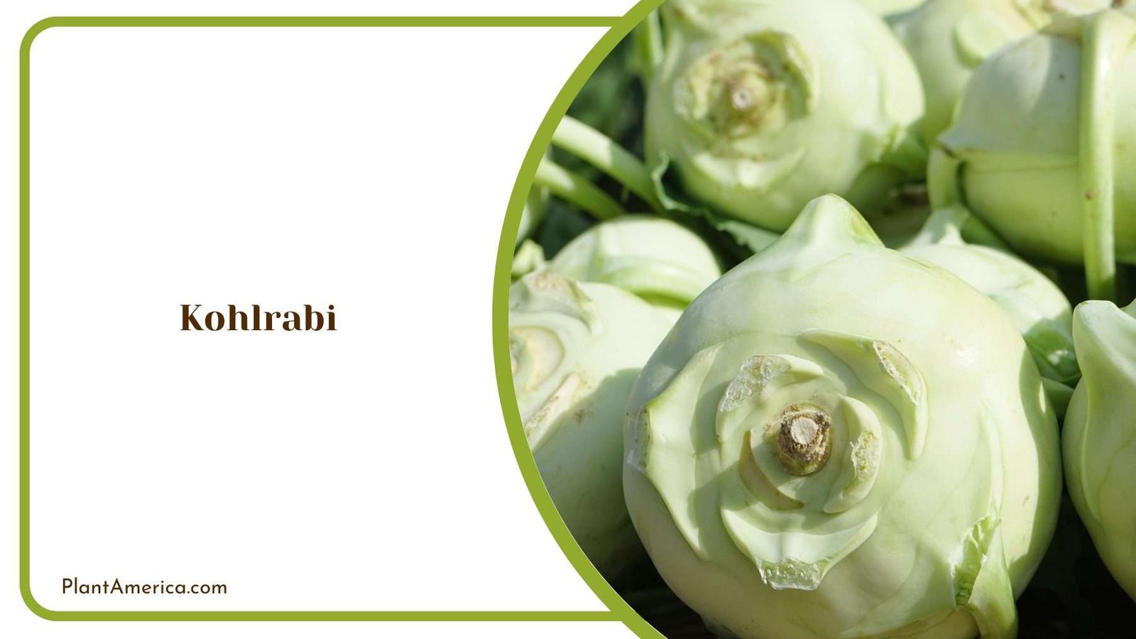 White Kohlrabi Edible Root Plant America