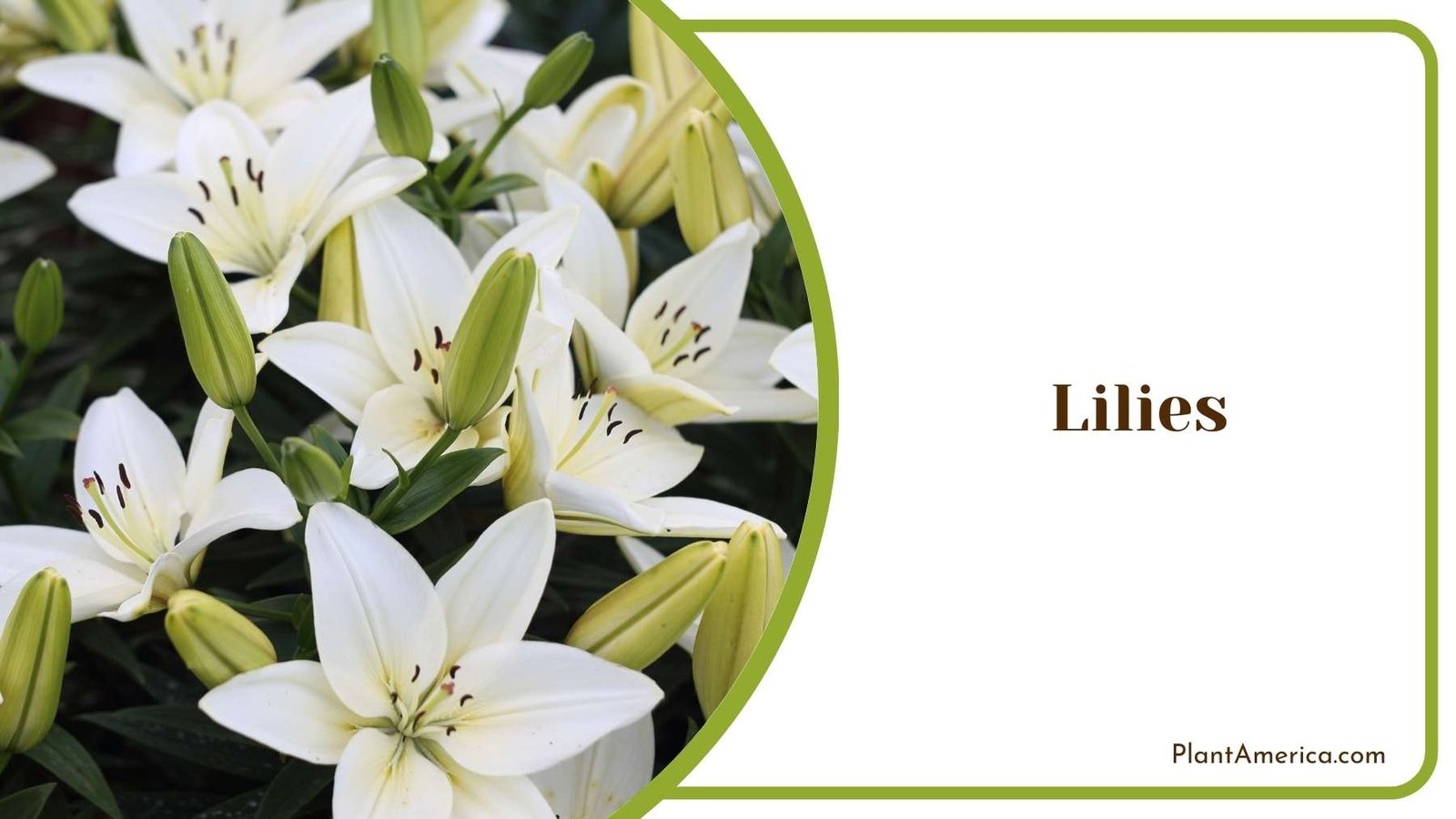 White Lilies Flowers Plant America