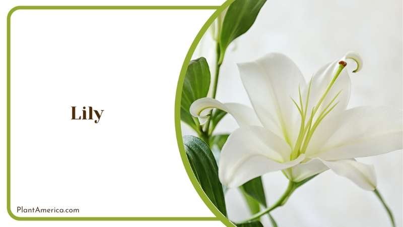 White Lily Flower Plant America White Lily Flower Plant America