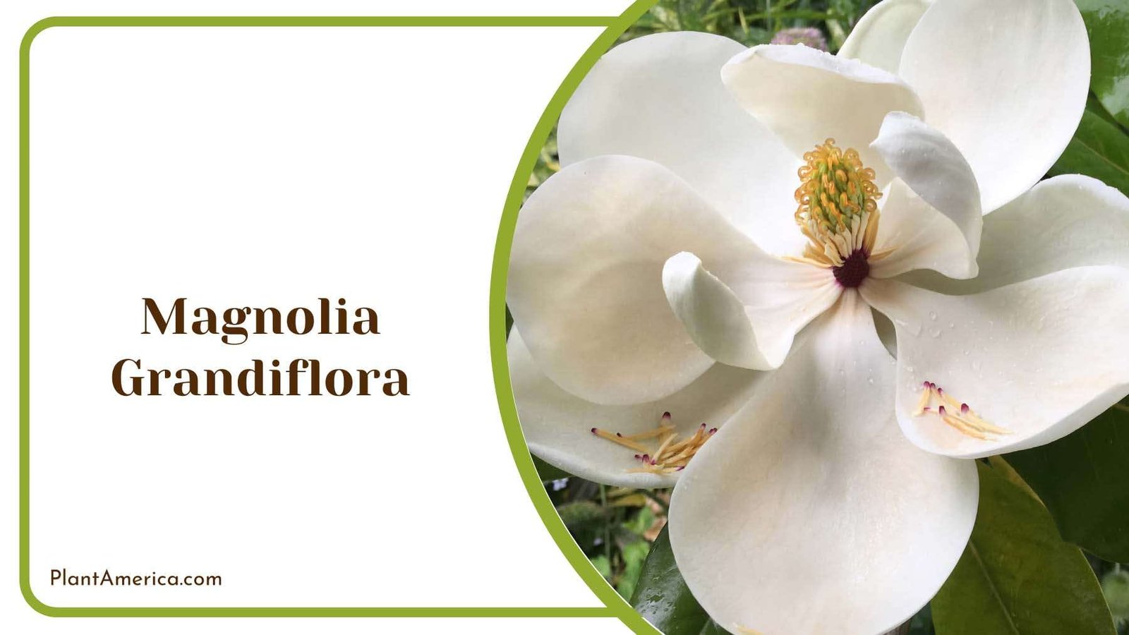 White Magnolia Grandiflora Plant America