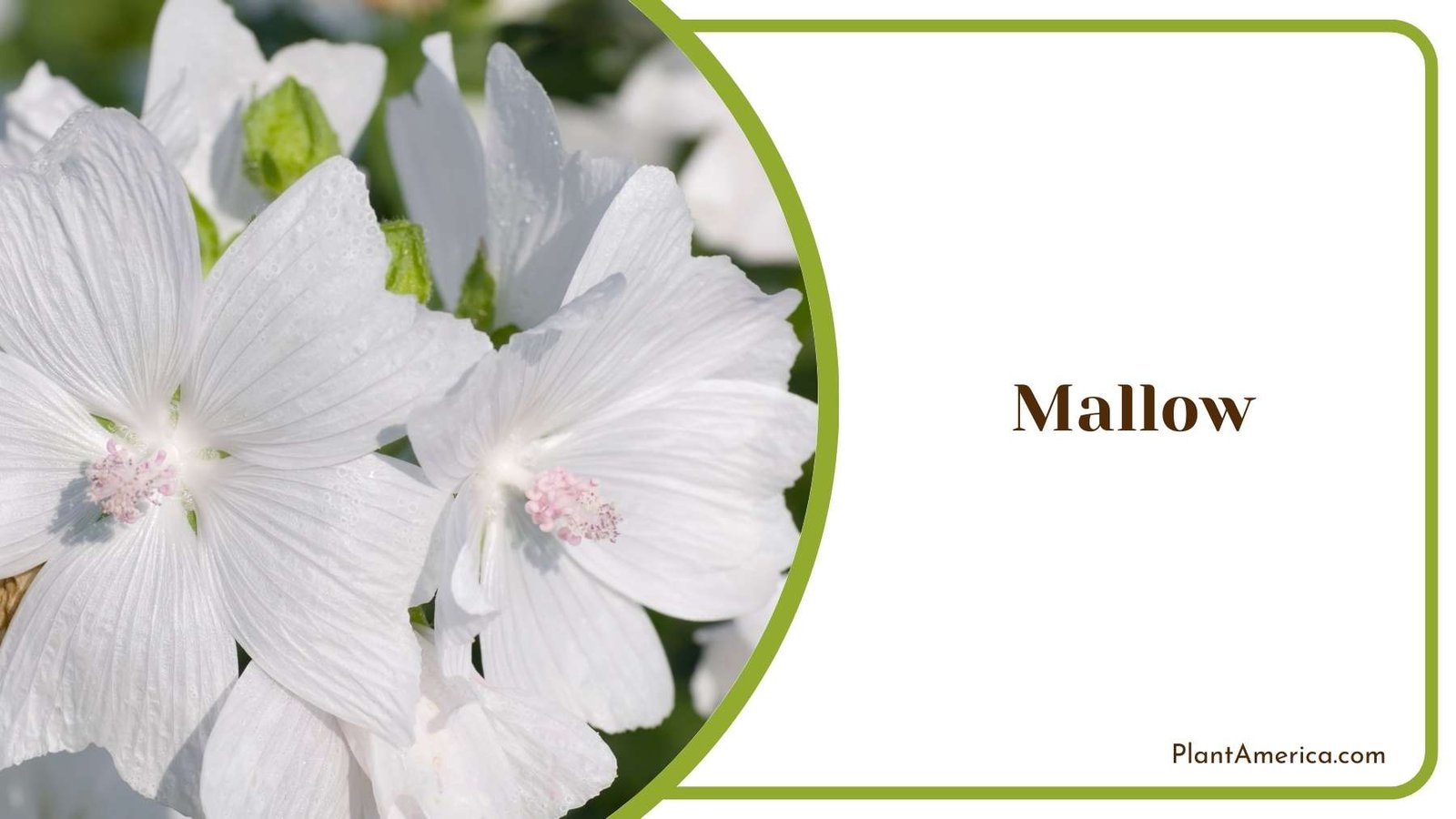 White Mallow Flower Plant America