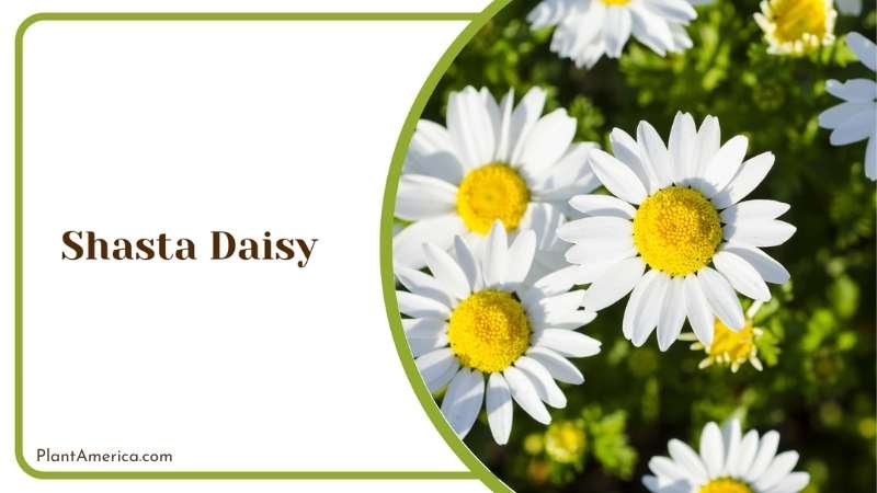 White Shasta Daisy Yellow Center Plant America White Shasta Daisy Yellow Center Plant America