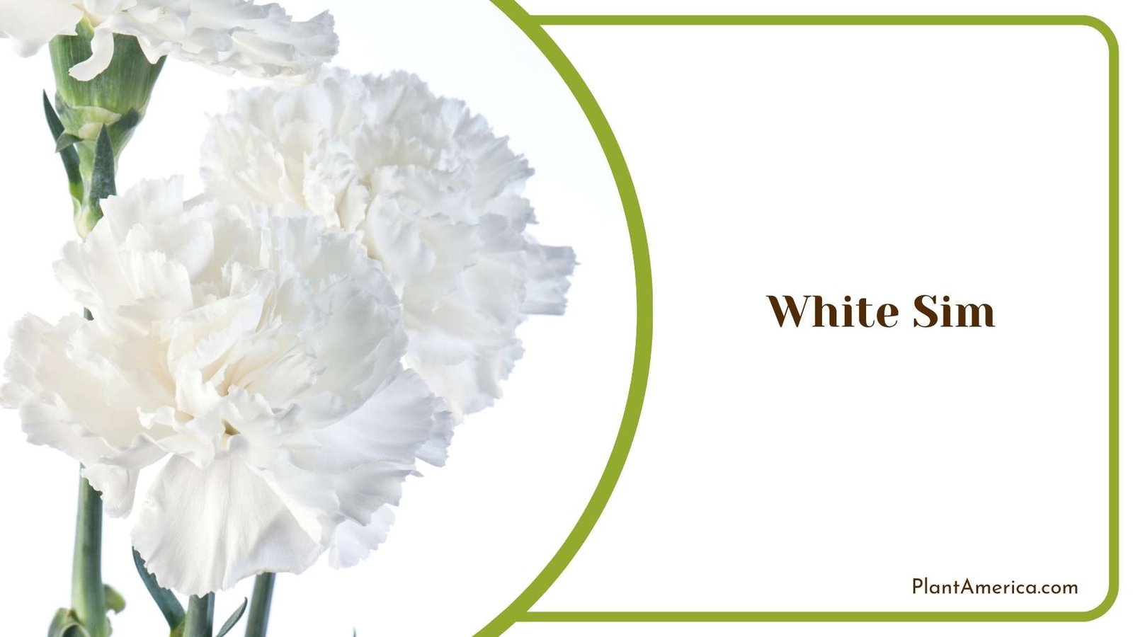 White Sim In an Image Plant America