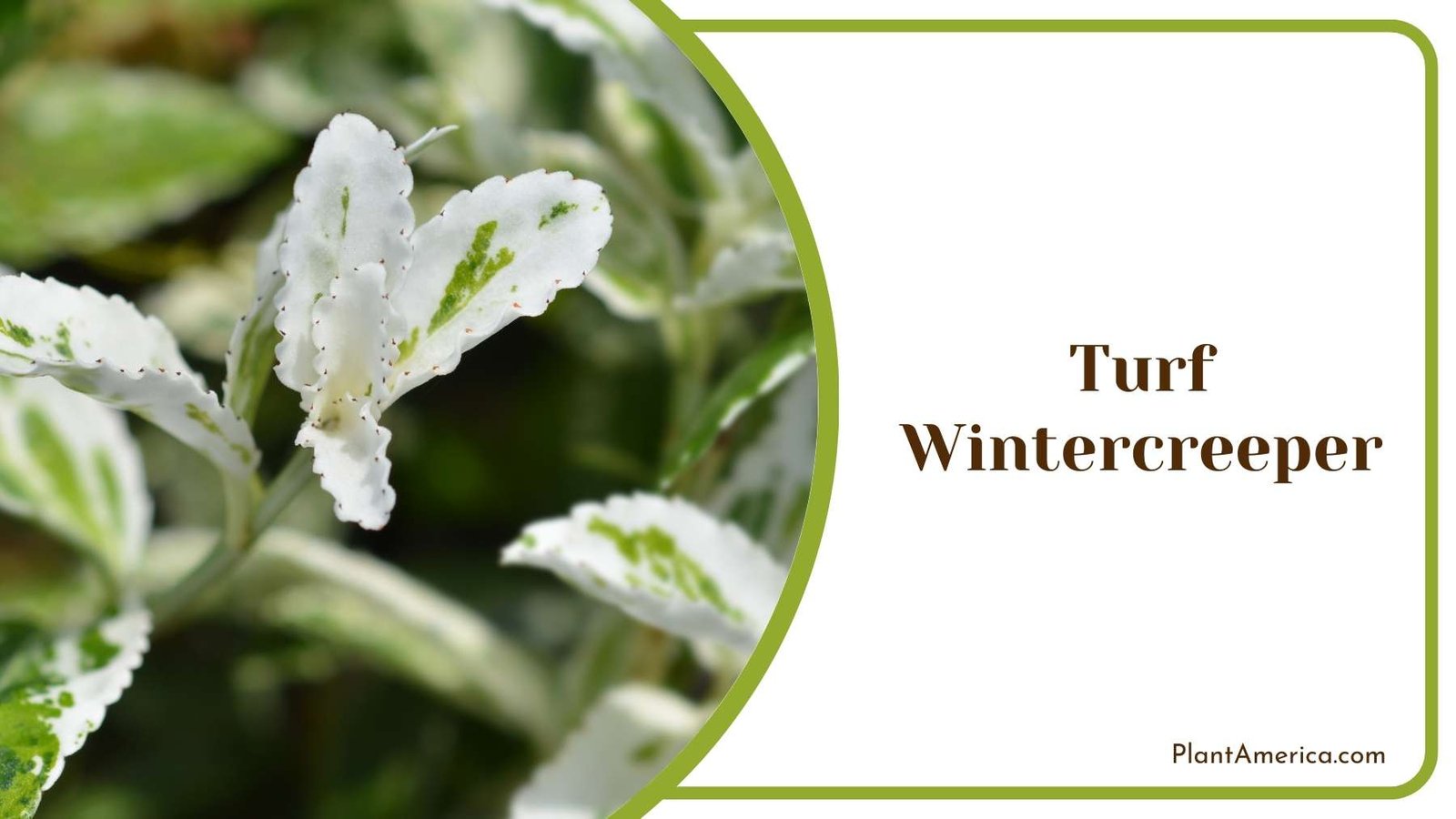 White Turf Wintercreeper Plant America White Turf Wintercreeper Plant America