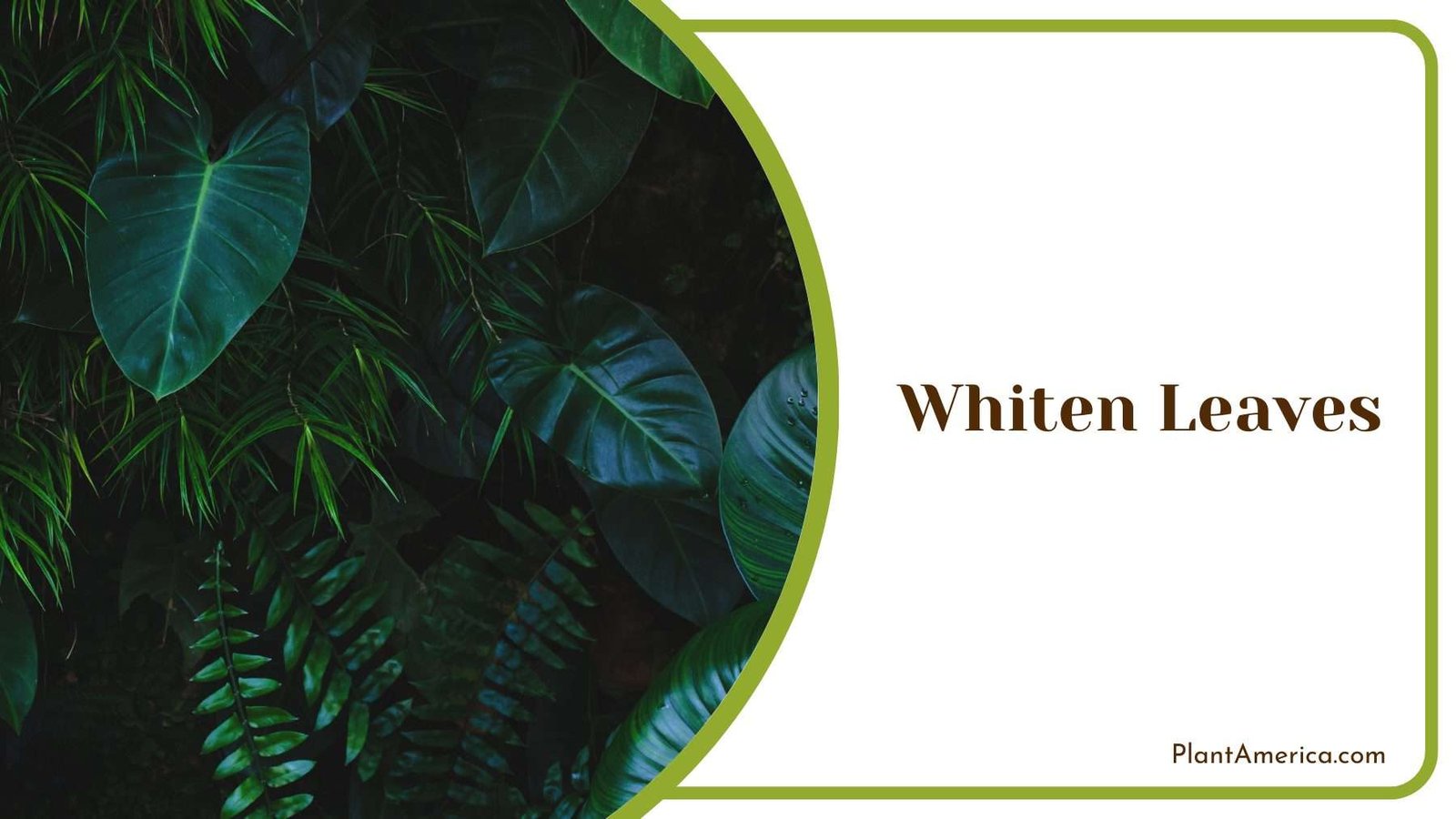 Whiten Leaves Plant America