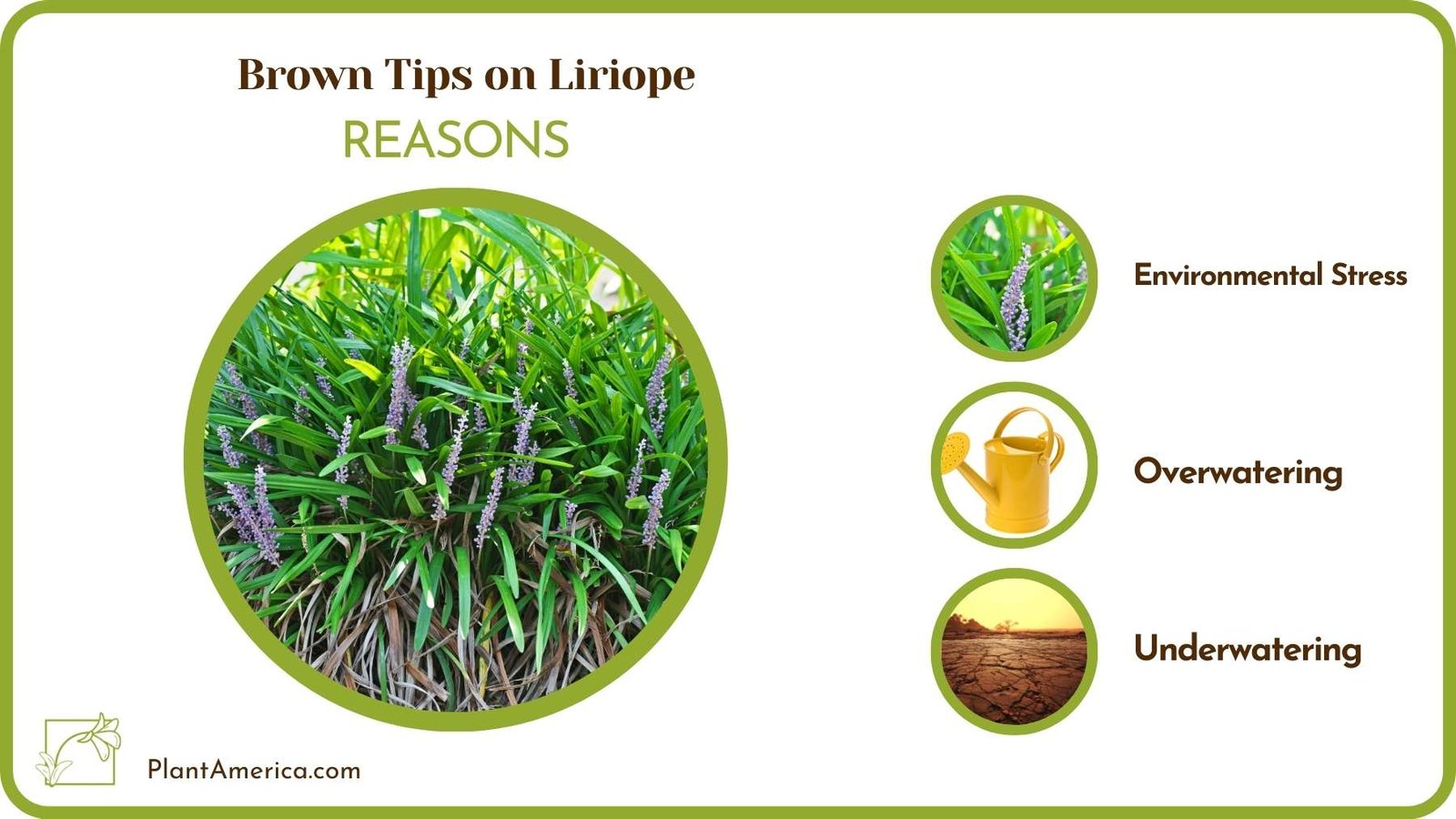 Why Brown Tips on Liriope Plant America