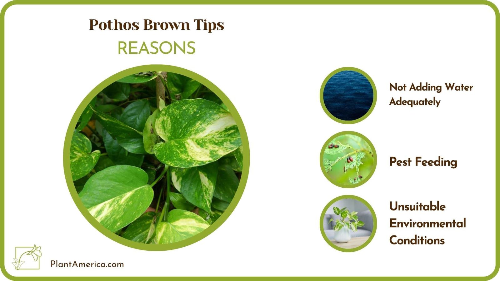 Why Pothos Brown Tips Plant America