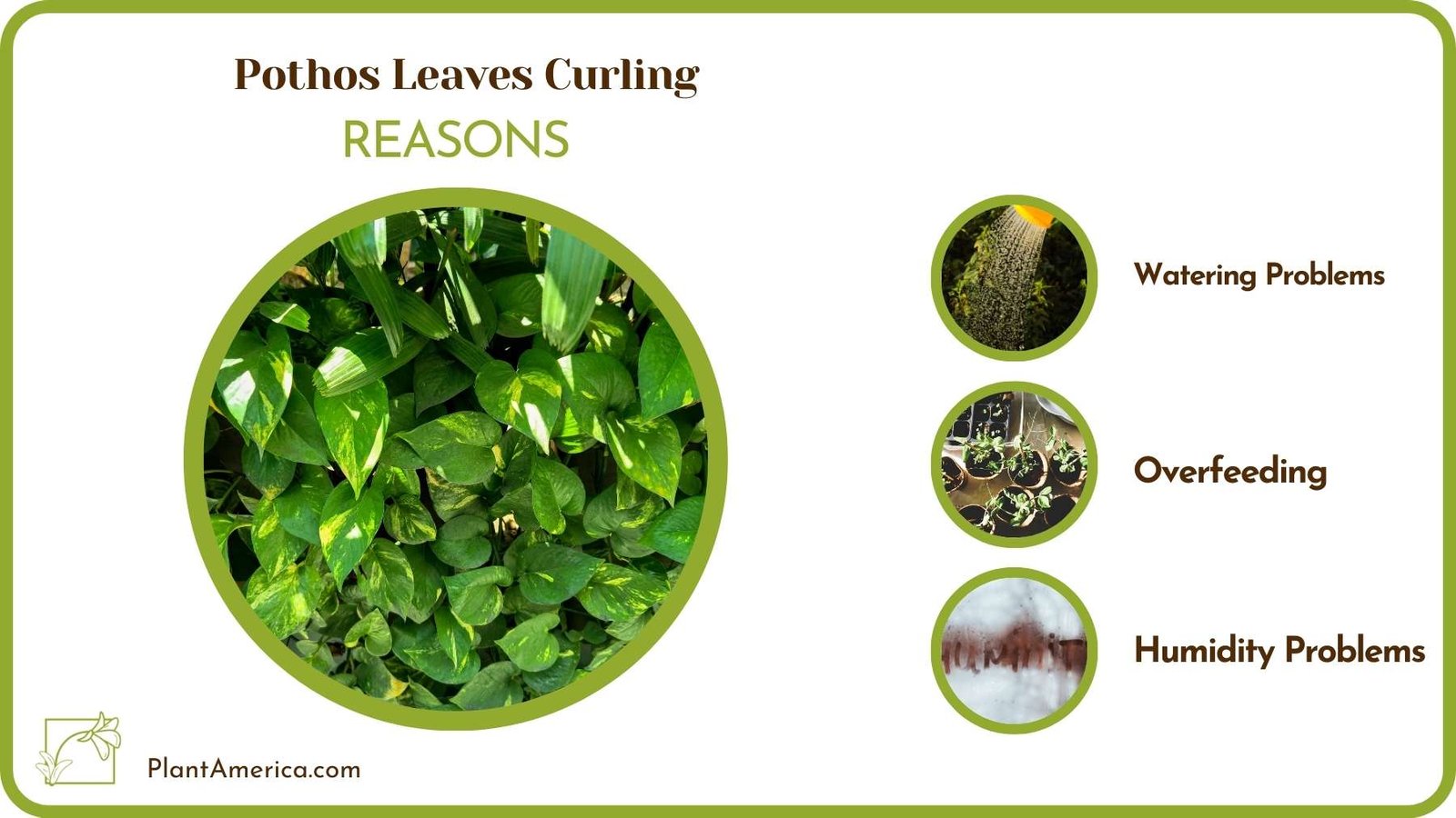Why Pothos Leaves Curling Plant America