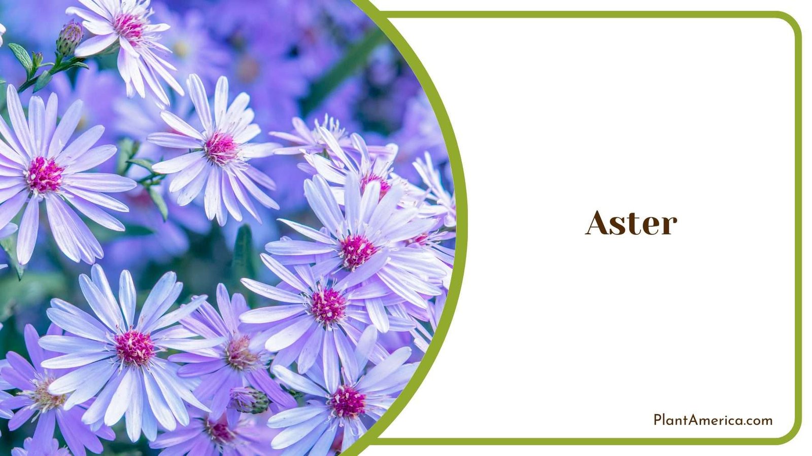 Wild Aster In a Shot Plant America