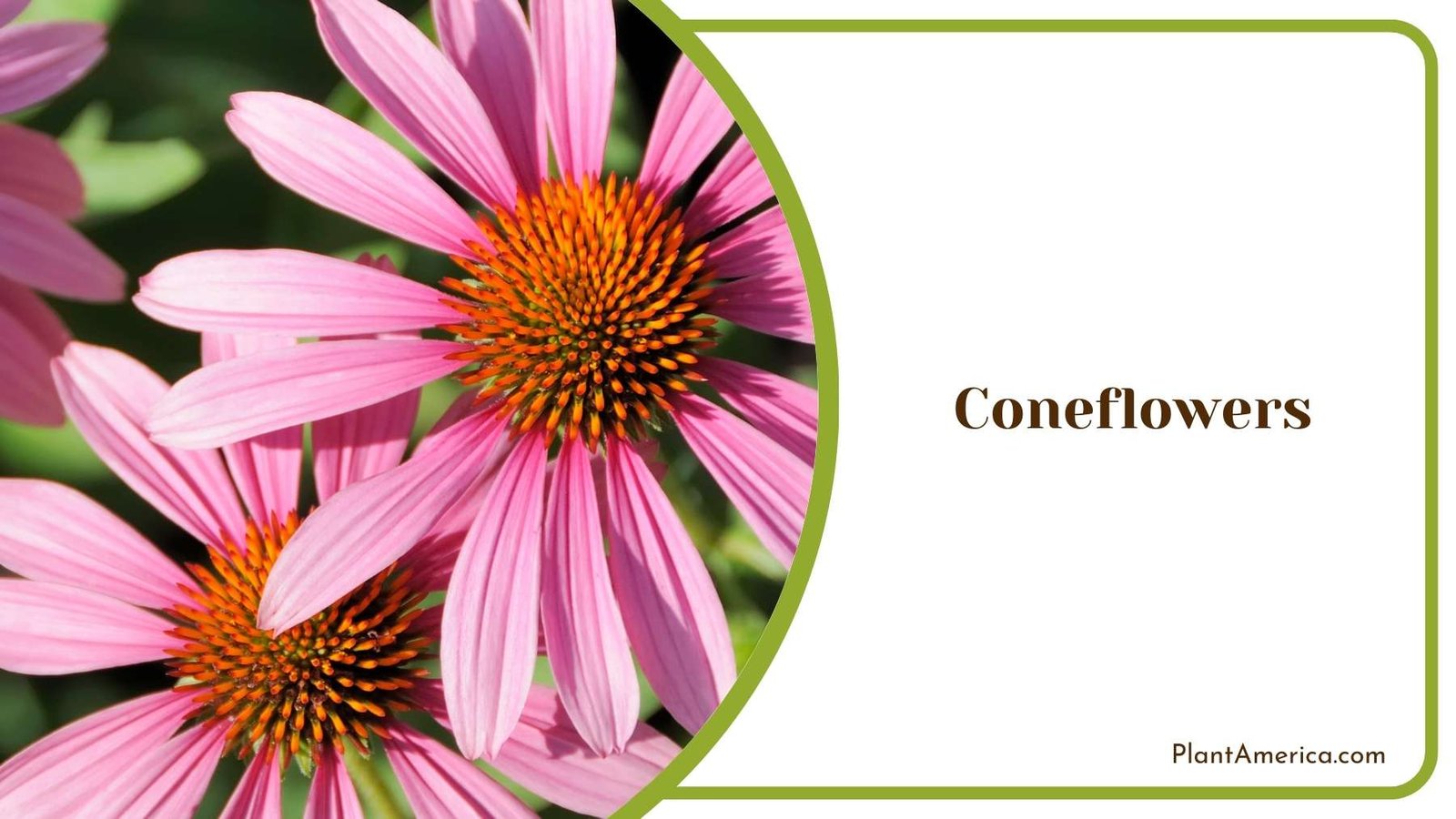 Wild Coneflowers Flower Plant America Wild Coneflowers Flower Plant America